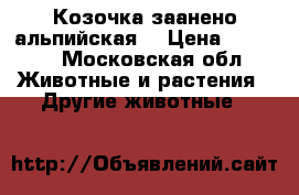 Козочка заанено альпийская  › Цена ­ 4 000 - Московская обл. Животные и растения » Другие животные   